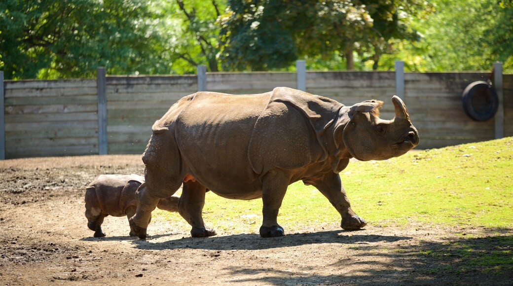 バッファロー動物園