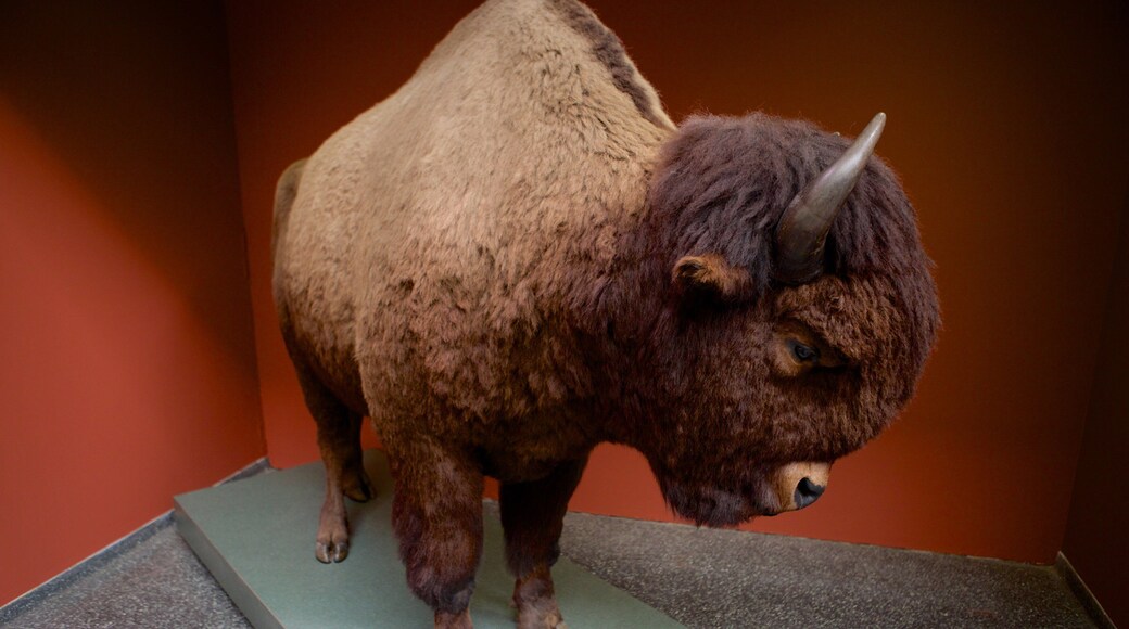 Buffalo Museum of Science