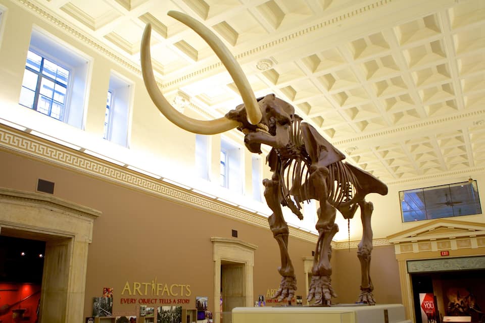 A large mammoth skeleton in a museum with classical architecture.