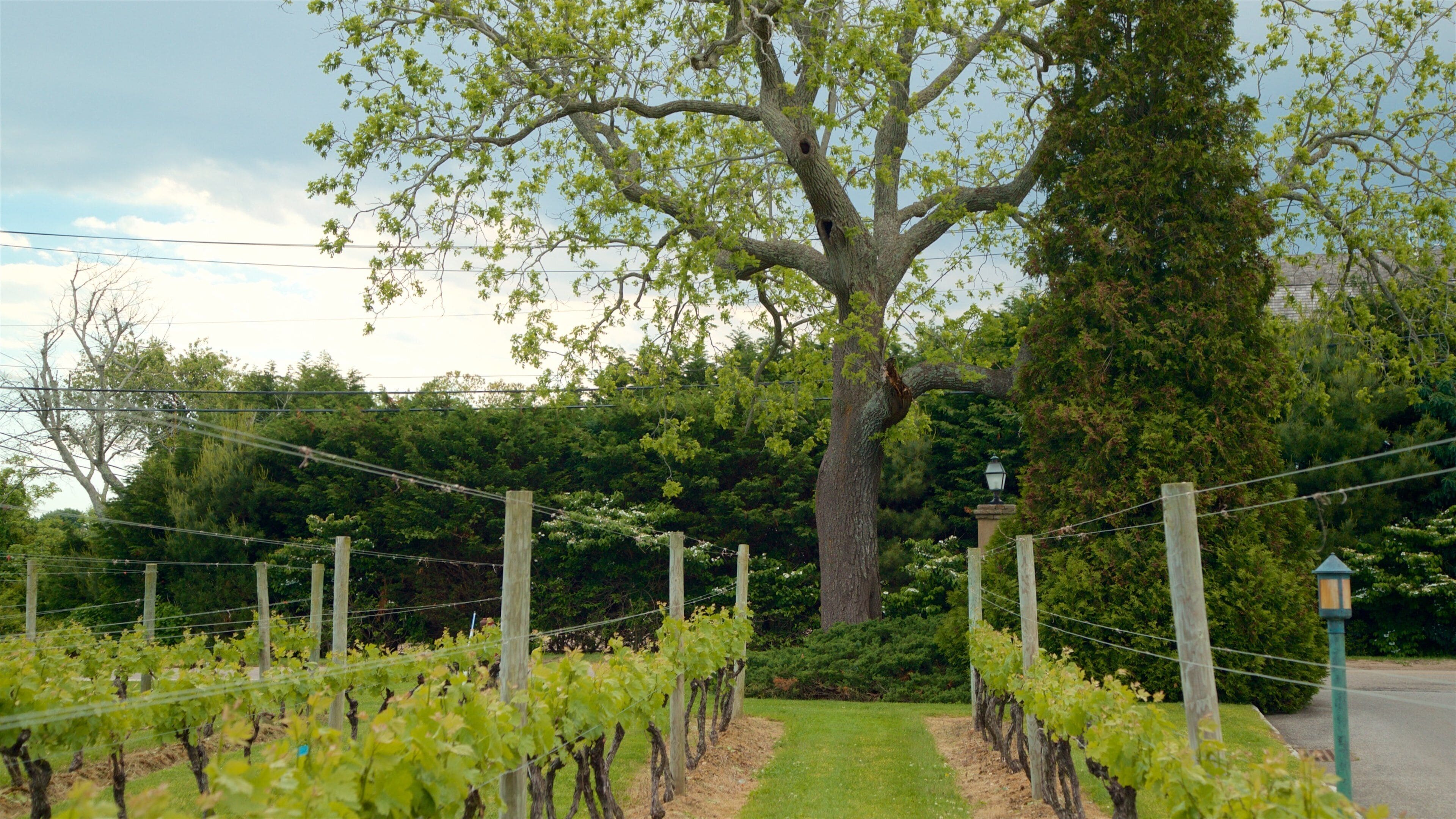 Wolffer Estates Vineyard