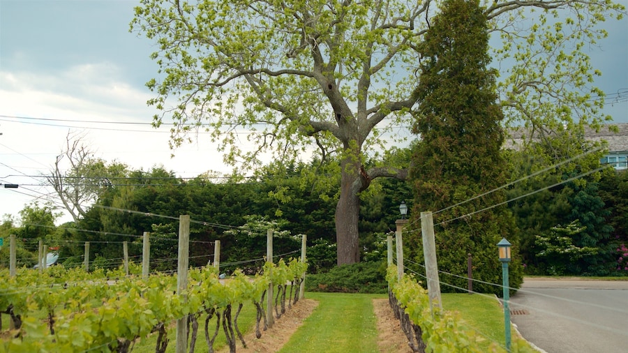 Wolffer Estates Vineyard