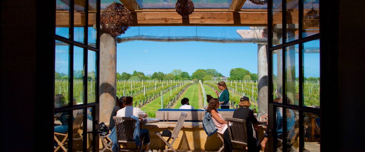 Wolffer Estates Vineyard