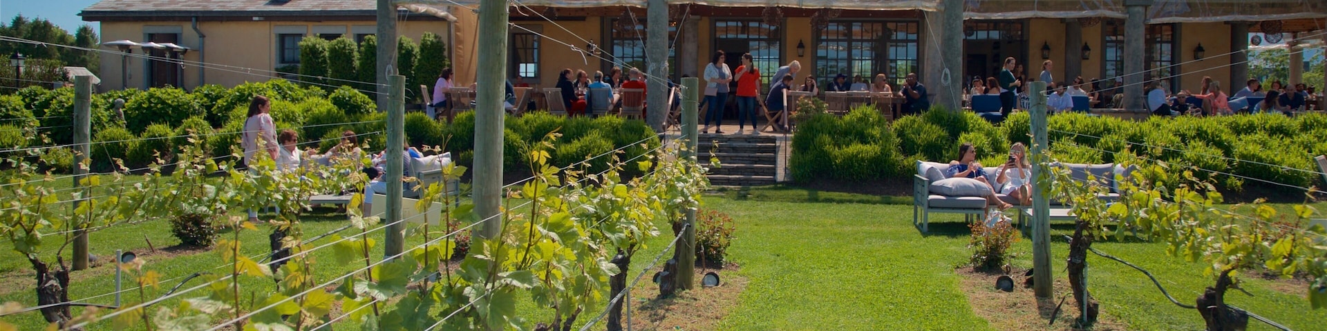 Wolffer Estates Vineyard