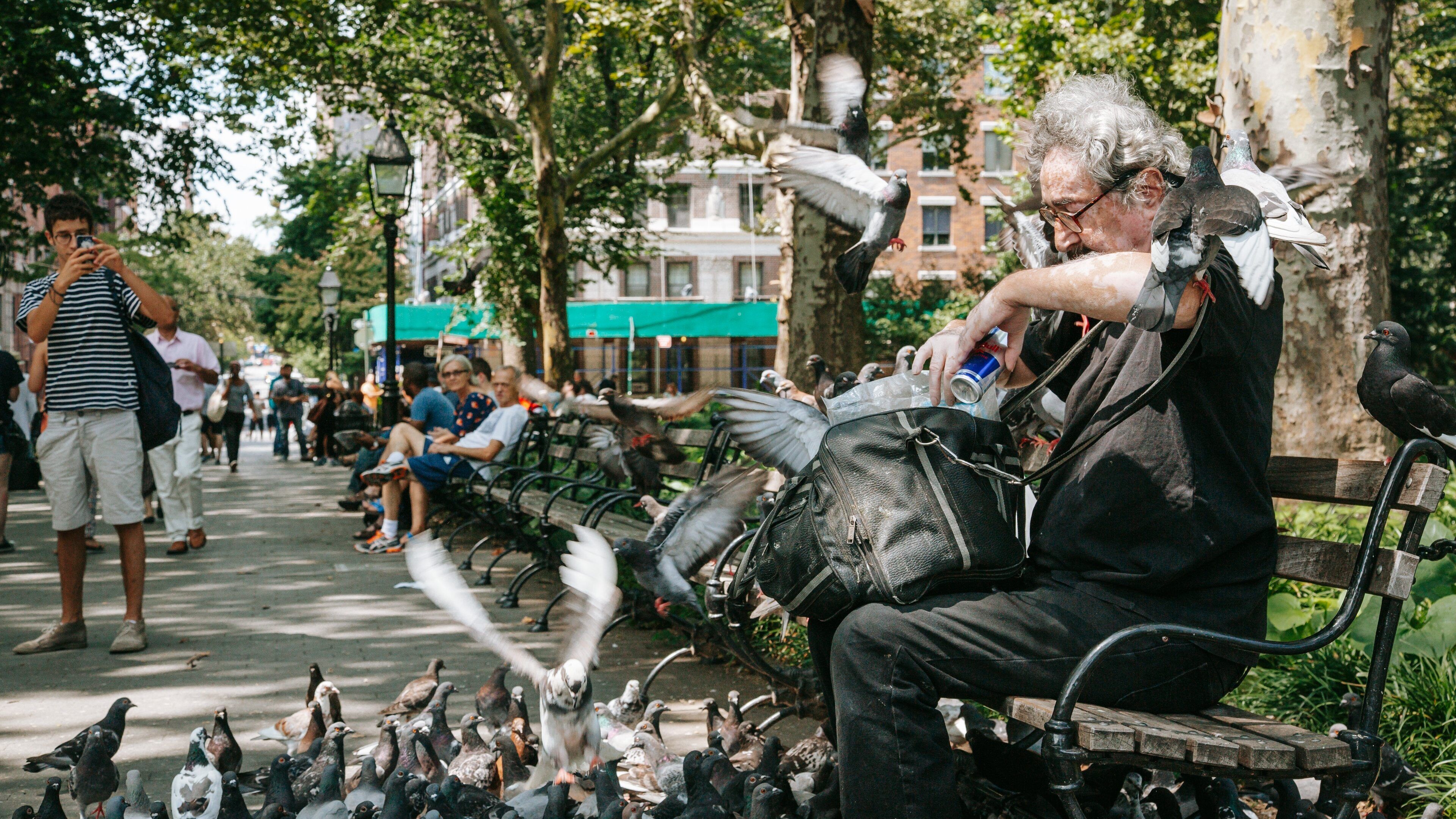 Washington Square Park showing bird life and a park as well as an individual male