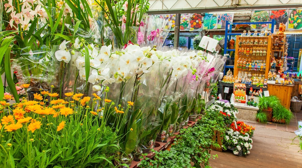 Flower Market showing flowers