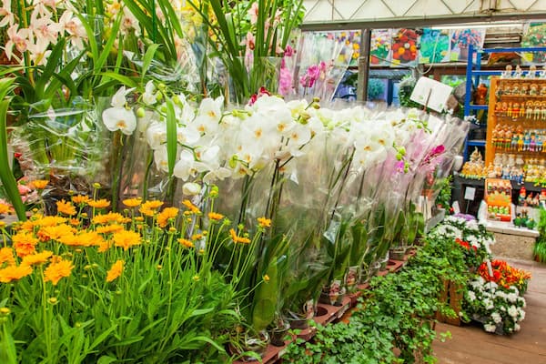 Flower Market showing flowers