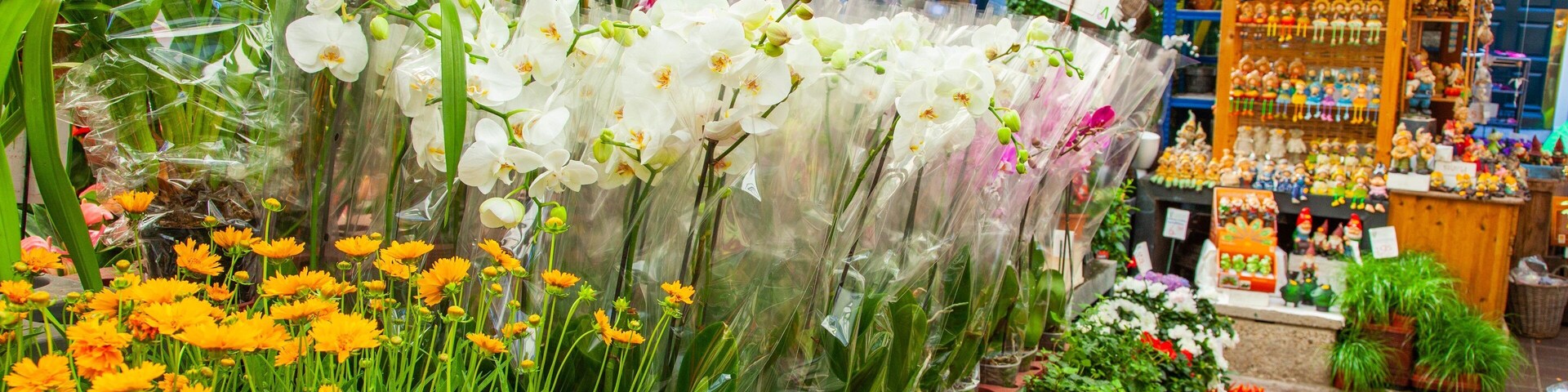 Flower Market showing flowers
