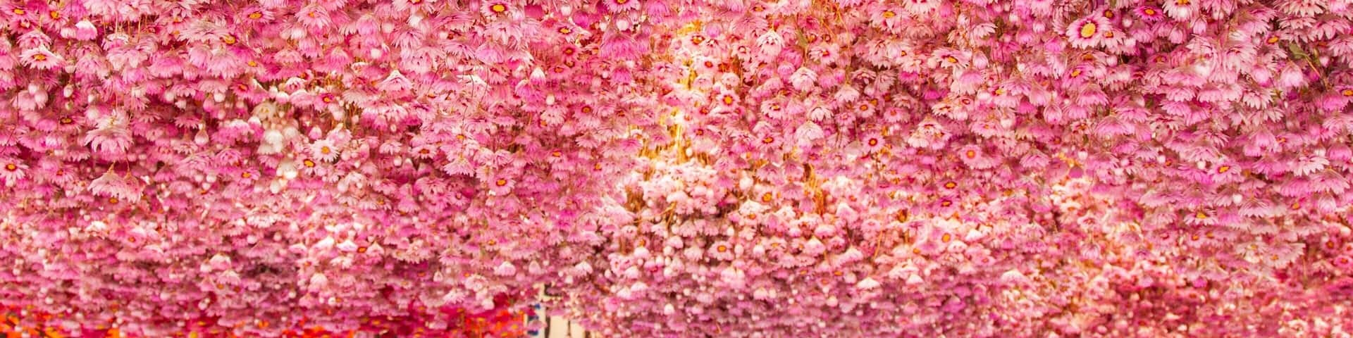 Flower Market featuring markets