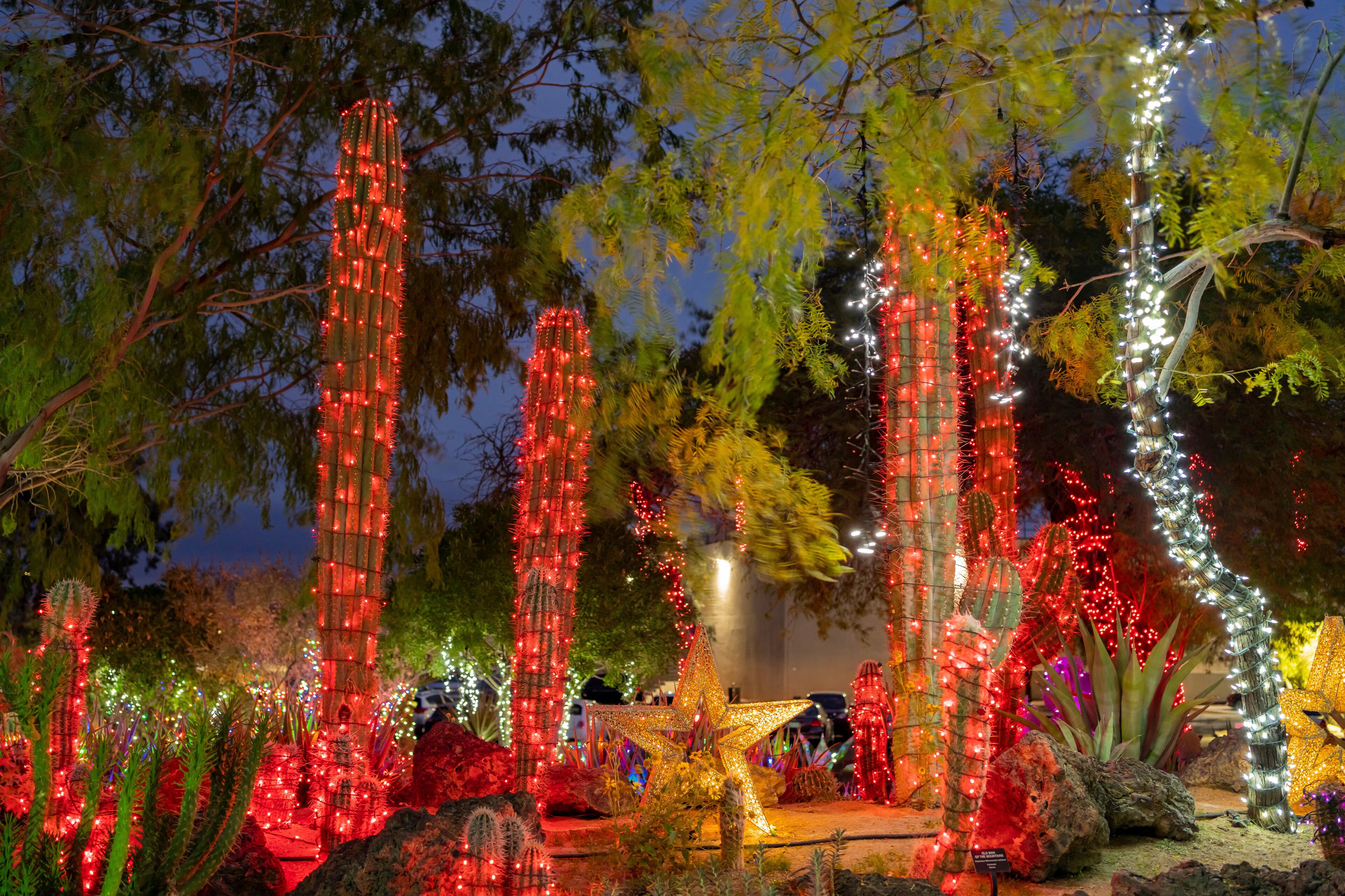 Night view of many Christmas lights