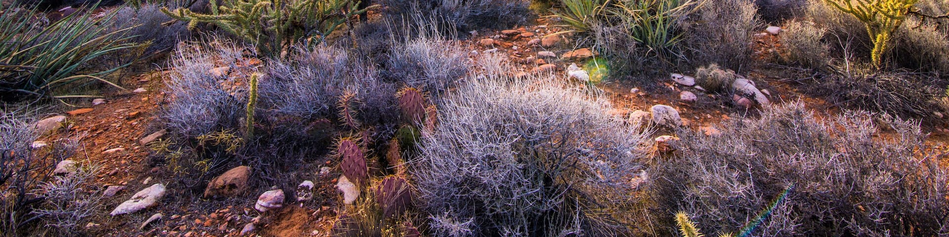 Sunset on a desert ridge in Red Rock Canyon near Las Vegas, NV