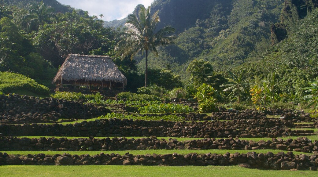 Limahuli Gardens and Reserve featuring a garden