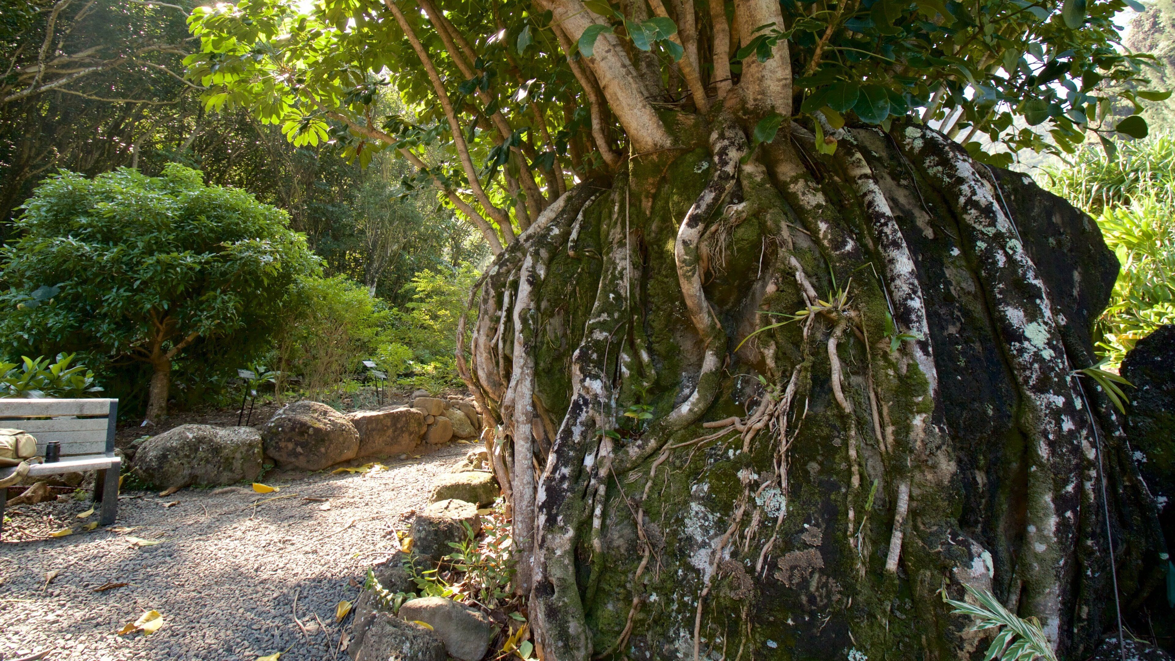Limahuli Garden and Reserve featuring a park