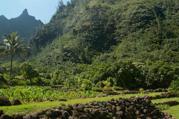 リマフリ ガーデン、リマフリ自然保護区 フィーチャー 静かな風景 と 庭園