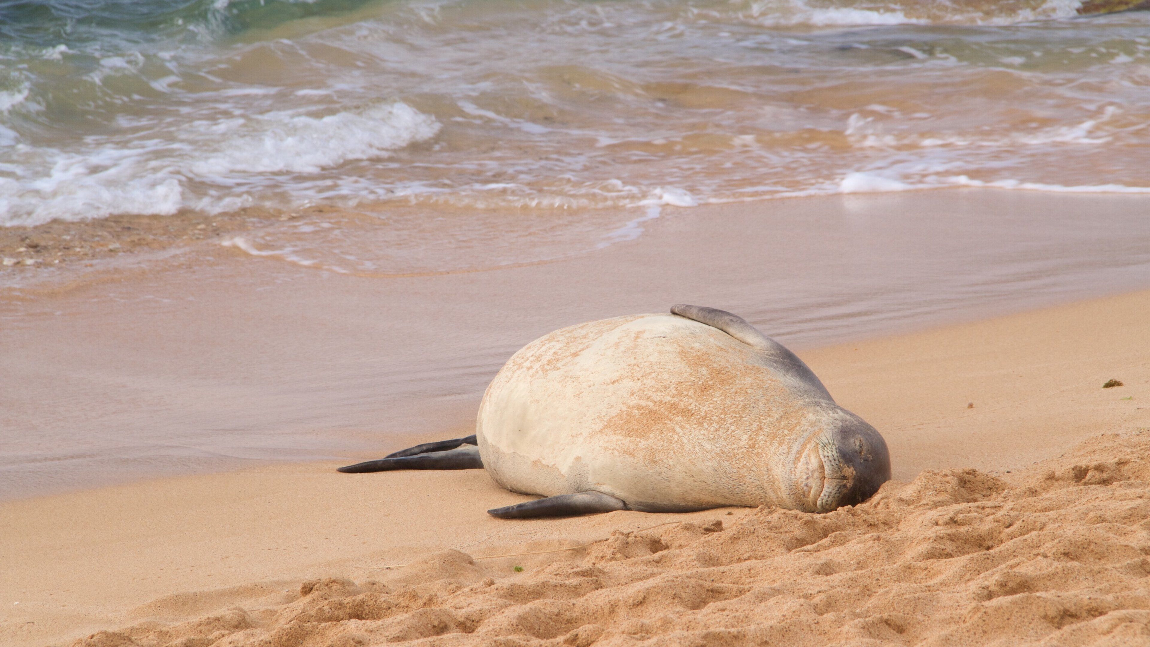 Poipu Beach ofreciendo una playa y vida marina