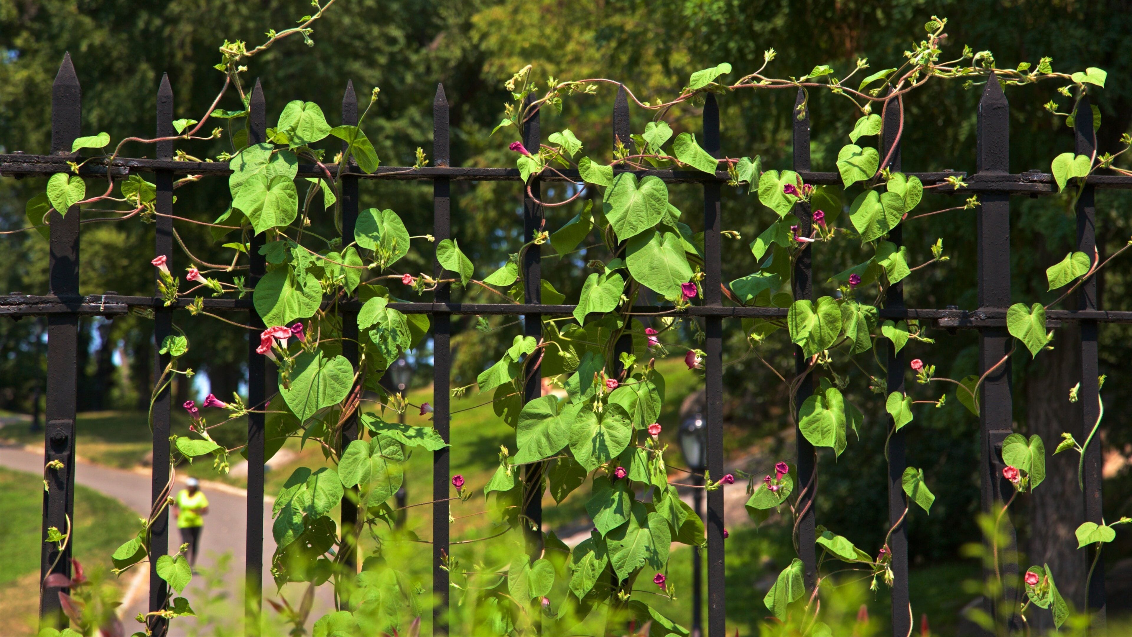 Conservatory Garden showing wildflowers