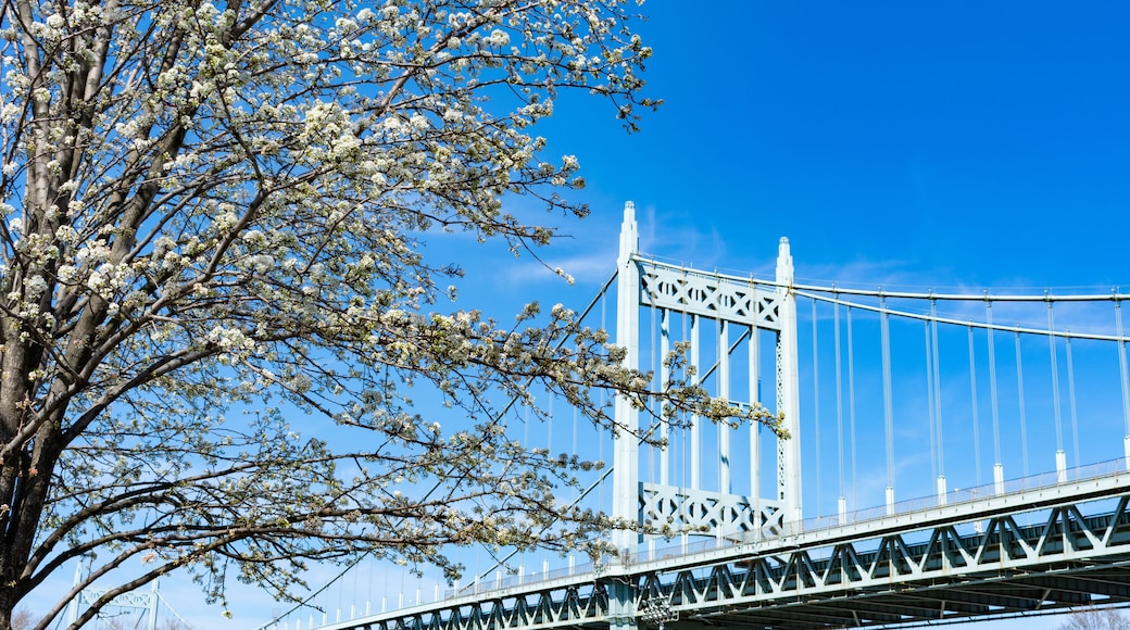 The Triborough Bridge with a White Flowering Tree during Spring seen from Astoria Park in Queens New York