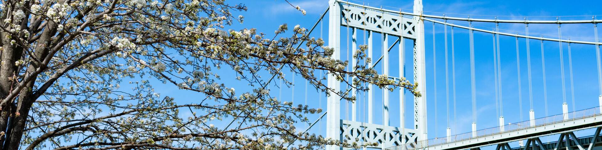The Triborough Bridge with a White Flowering Tree during Spring seen from Astoria Park in Queens New York