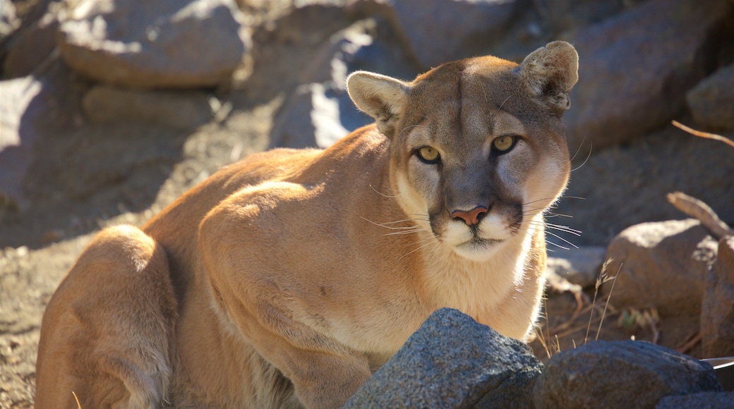 애니멀 아크 이 포함 위험한 동물