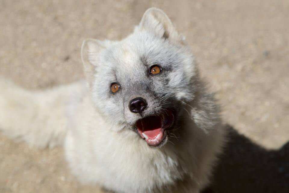 A close-up of a white dog with a fluffy coat and brown eyes.