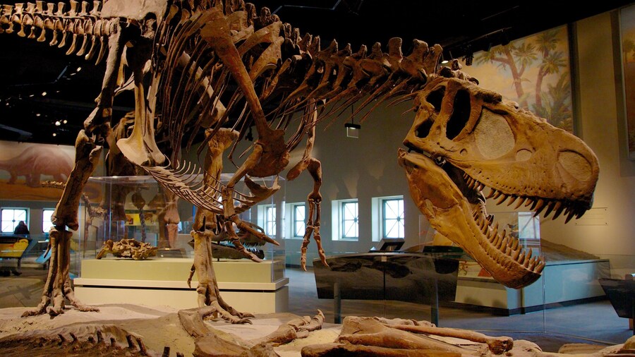 Alaska Museum of Natural History mostrando vistas interiores