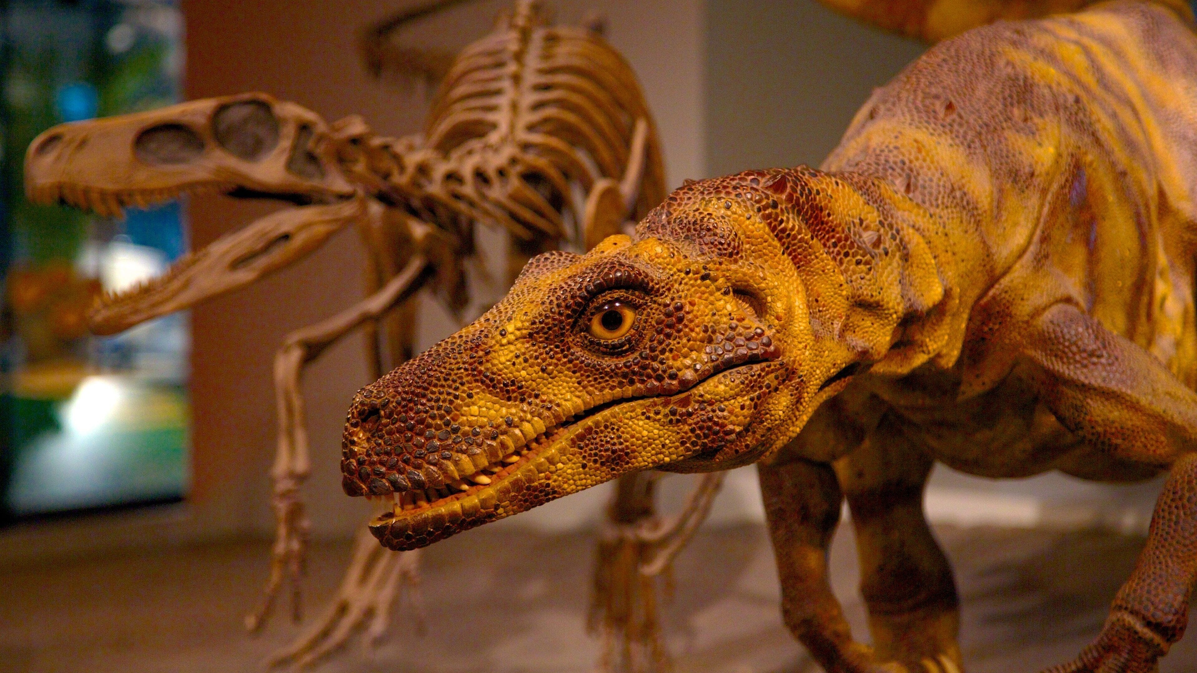 Field Museum of Natural History showing interior views