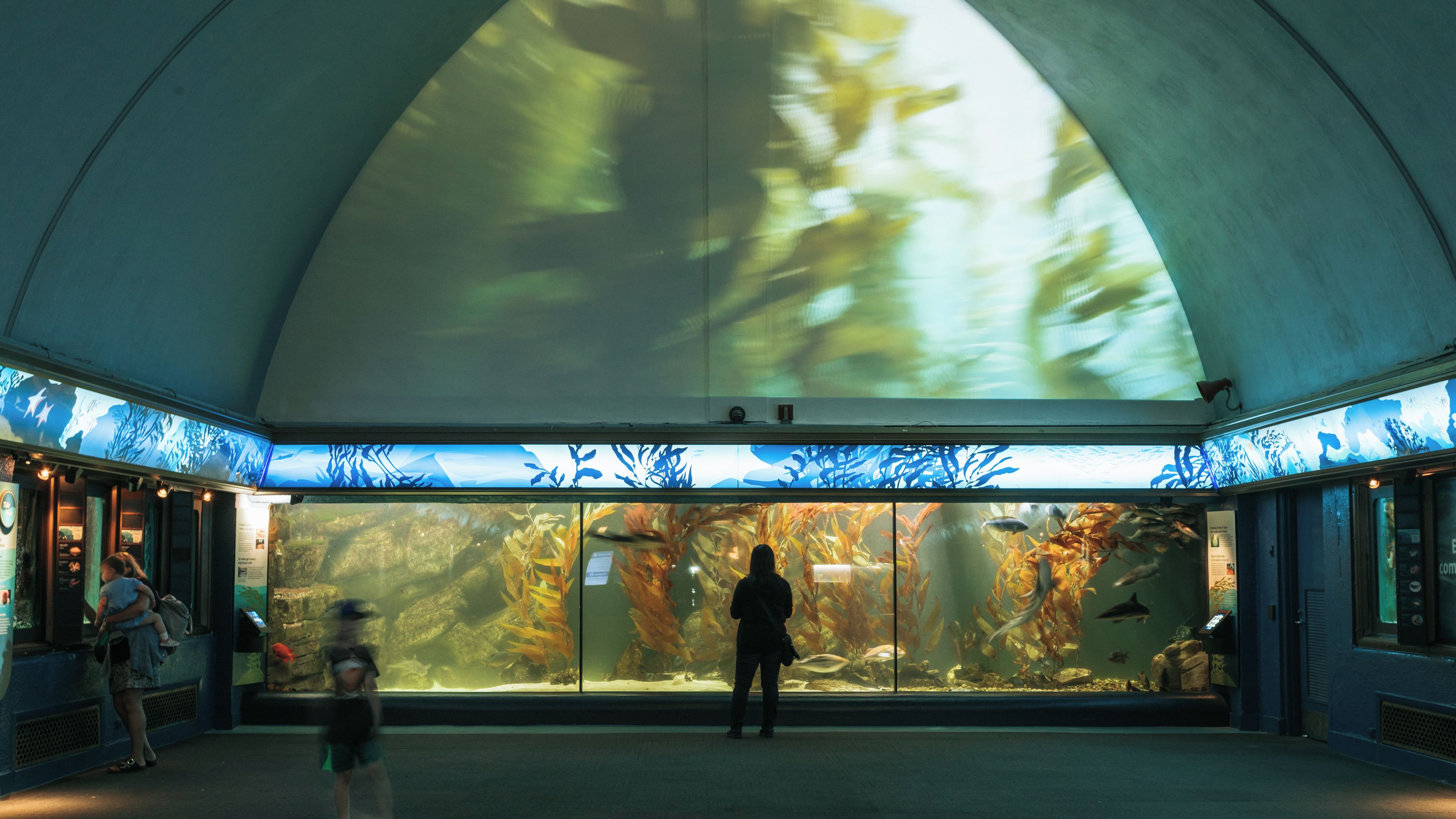 Shedd Aquarium