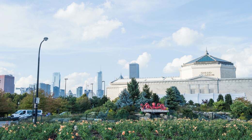 Chicago_JohnGSheddAquarium_6065141_03