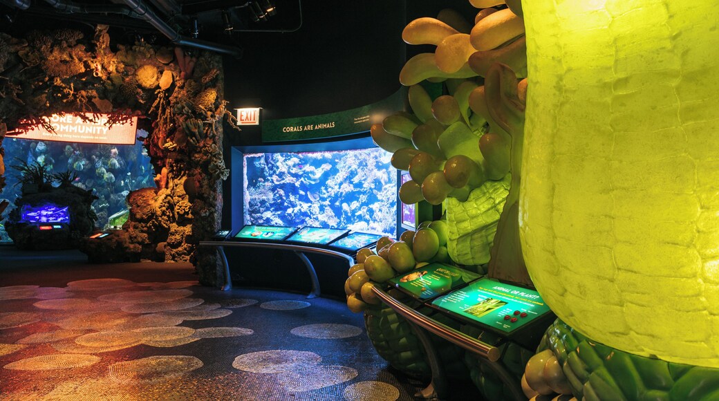 Shedd Aquarium