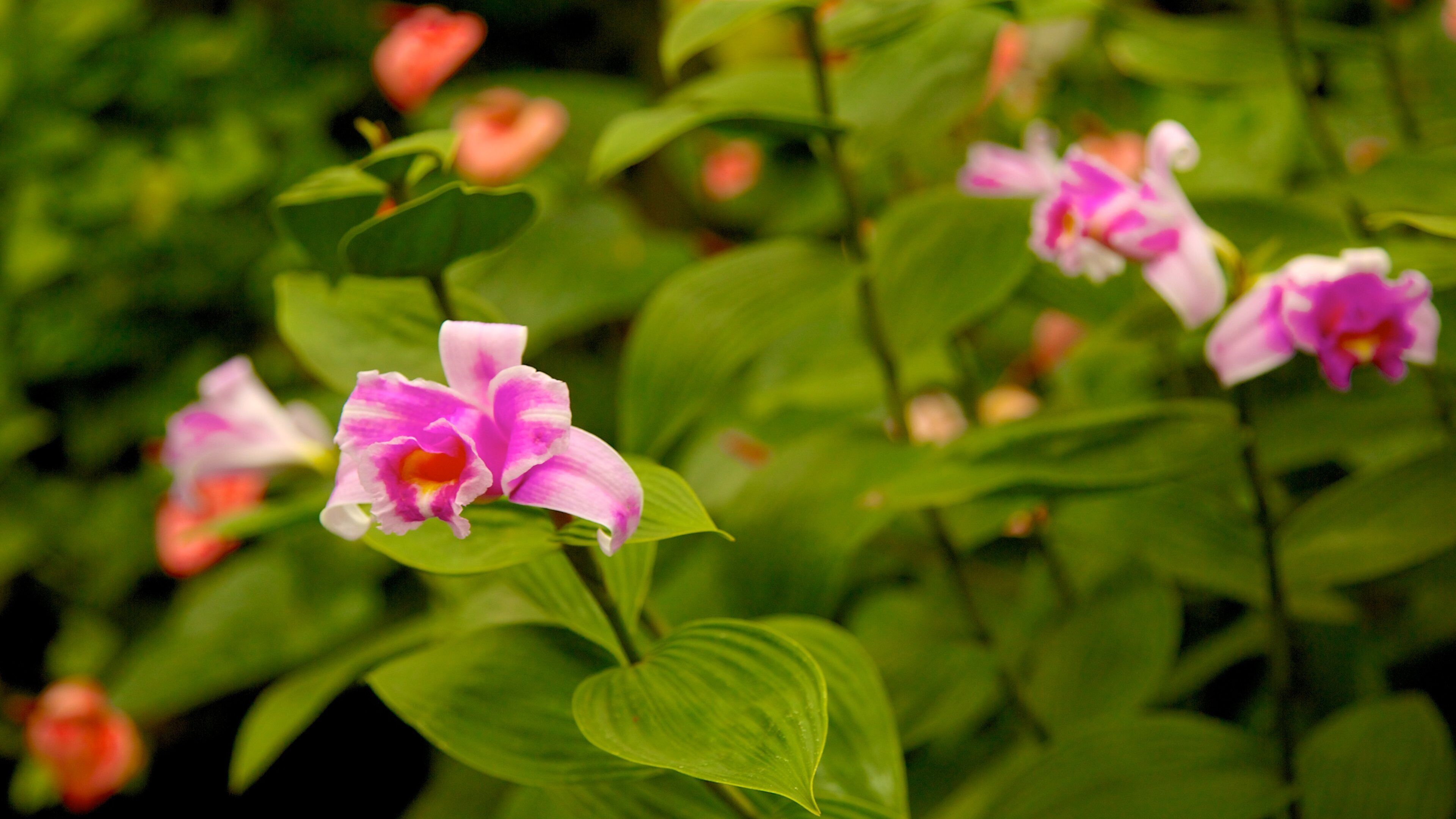 Beautiful blooming orchids in the vibrant gardens of Lincoln Park Conservatory in Chicago during spring