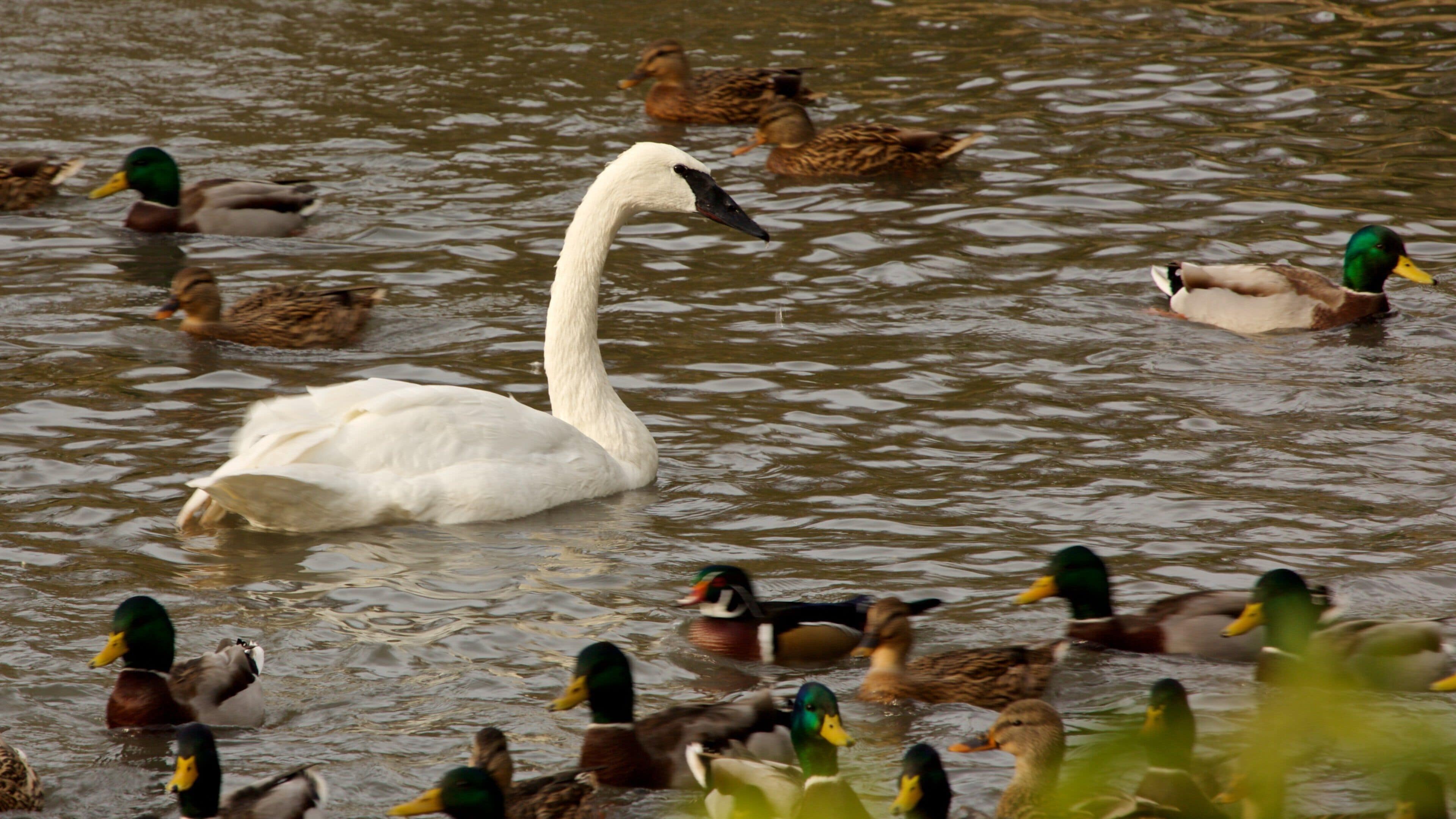 Lincoln Park Zoo showing bird life and a pond