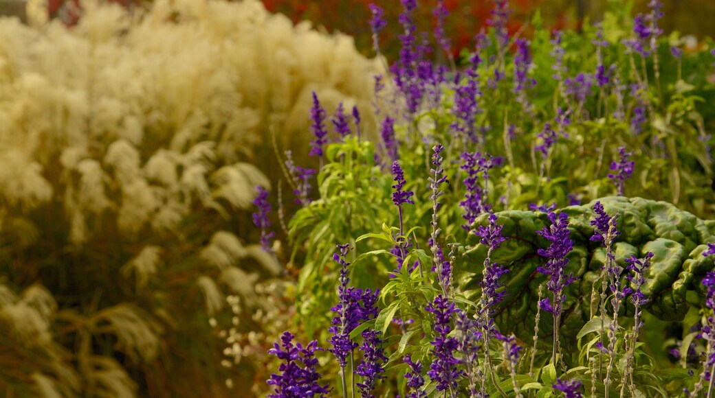 Lincoln Park Zoo which includes flowers, a garden and wild flowers