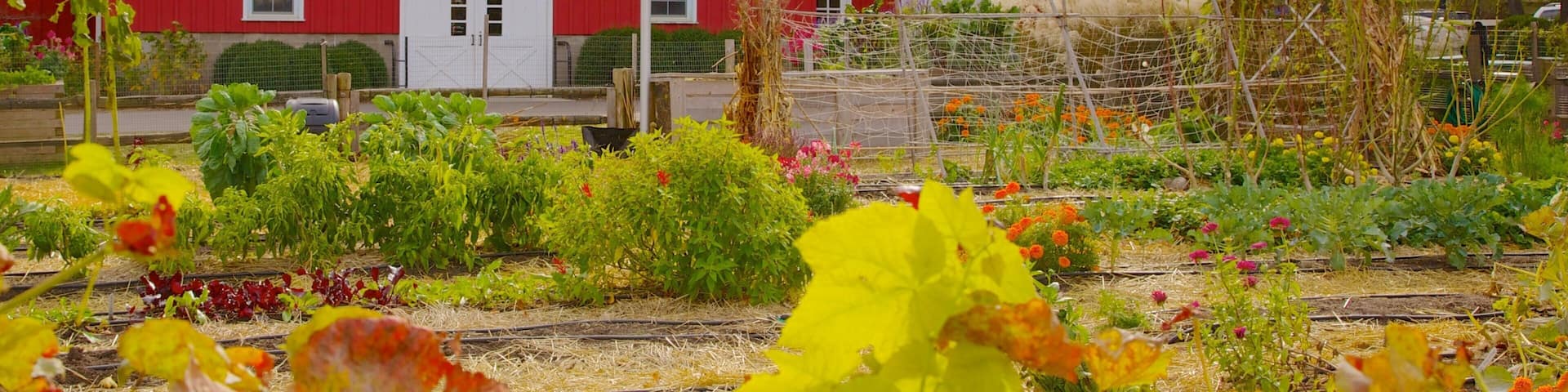 Vibrant garden and barn at Lincoln Park Zoo in Chicago during autumn