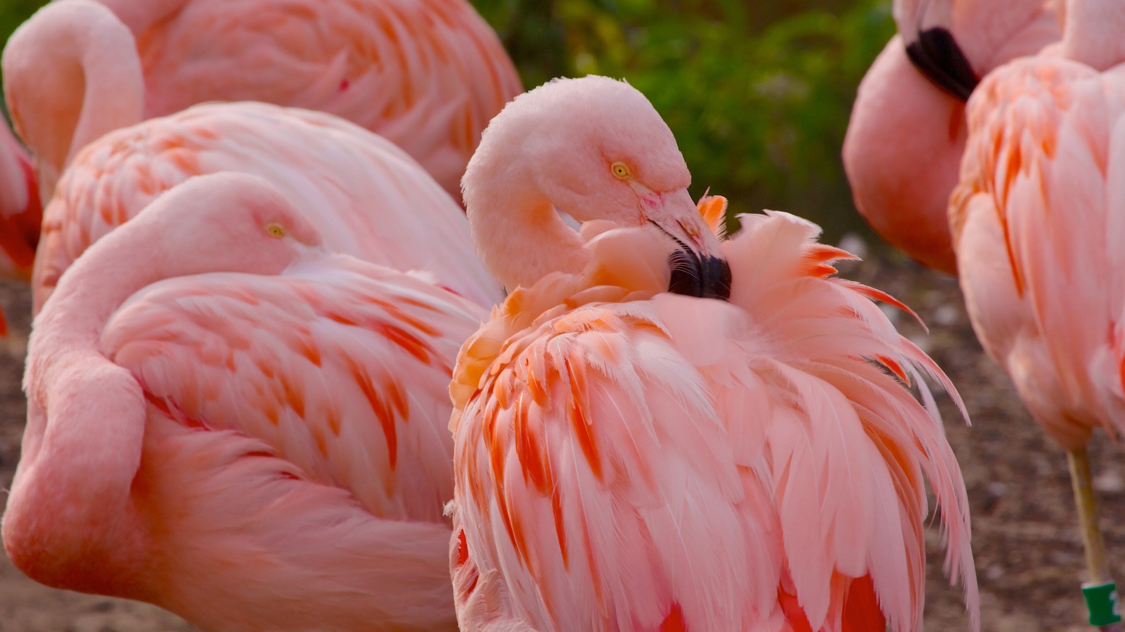 Colorful flamingos gathered at Lincoln Park Zoo showcasing their vibrant plumage in a lively natural habitat