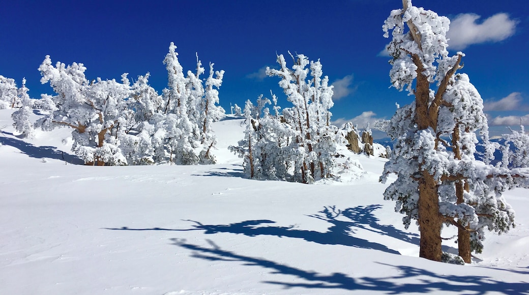 Bluebird day. Beautiful day for skiing