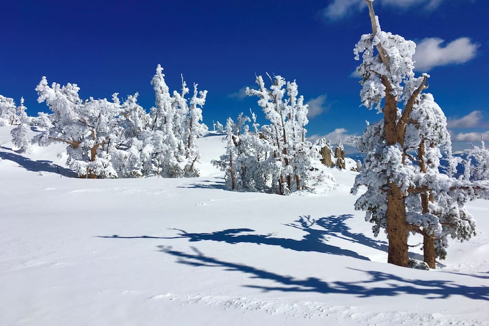 A snowy mountain landscape with evergreen trees and a clear blue sky.