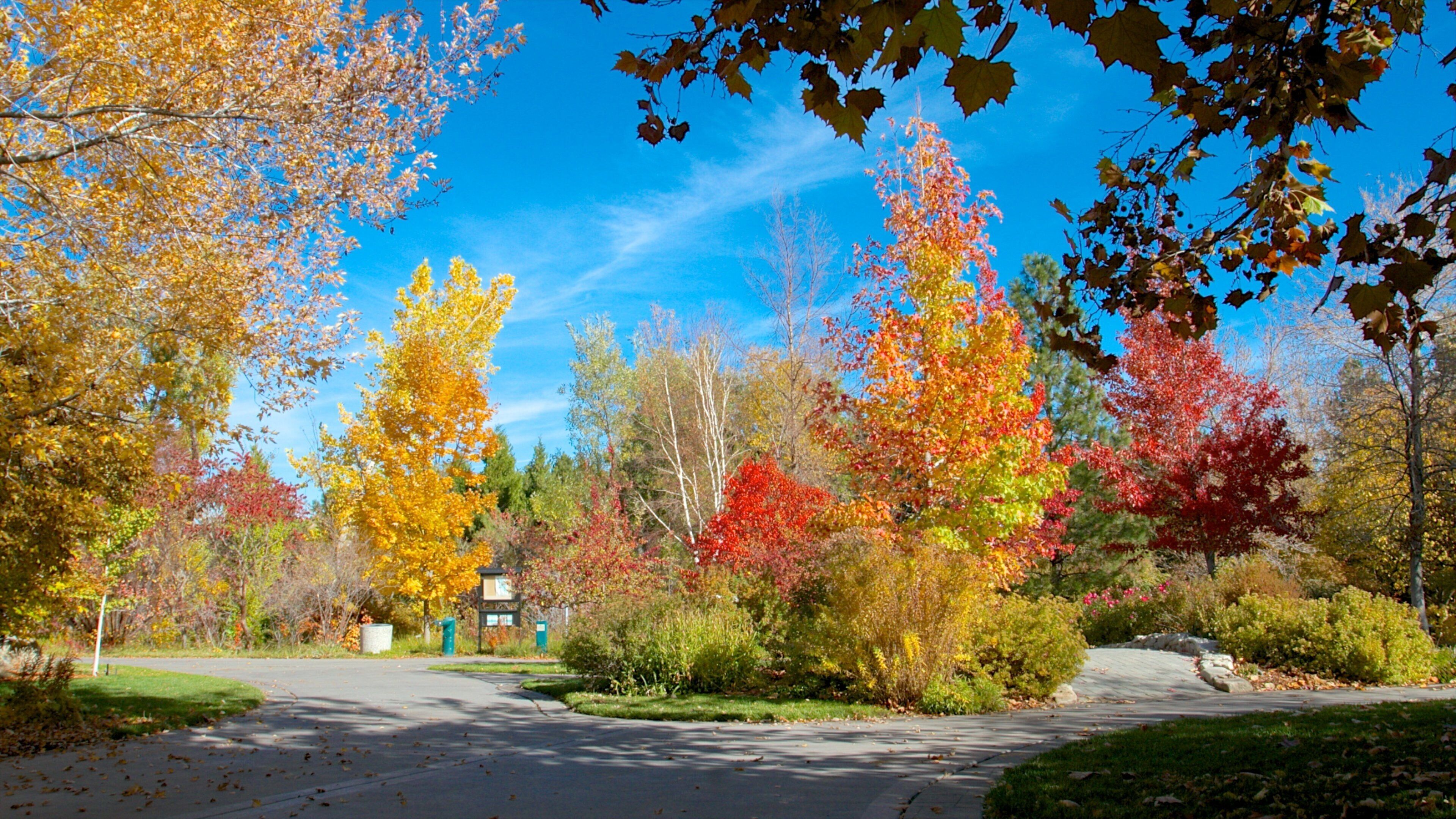 Rancho San Rafael Park mettant en vedette feuilles d\'automne et parc