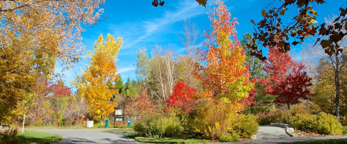 Rancho San Rafael Park showing autumn leaves and a park