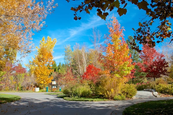 Rancho San Rafael Park mettant en vedette feuilles d\'automne et parc