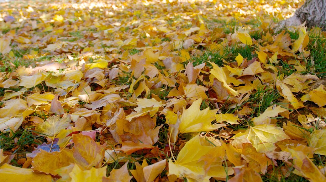 Rancho San Rafael Park showing fall colors and a garden