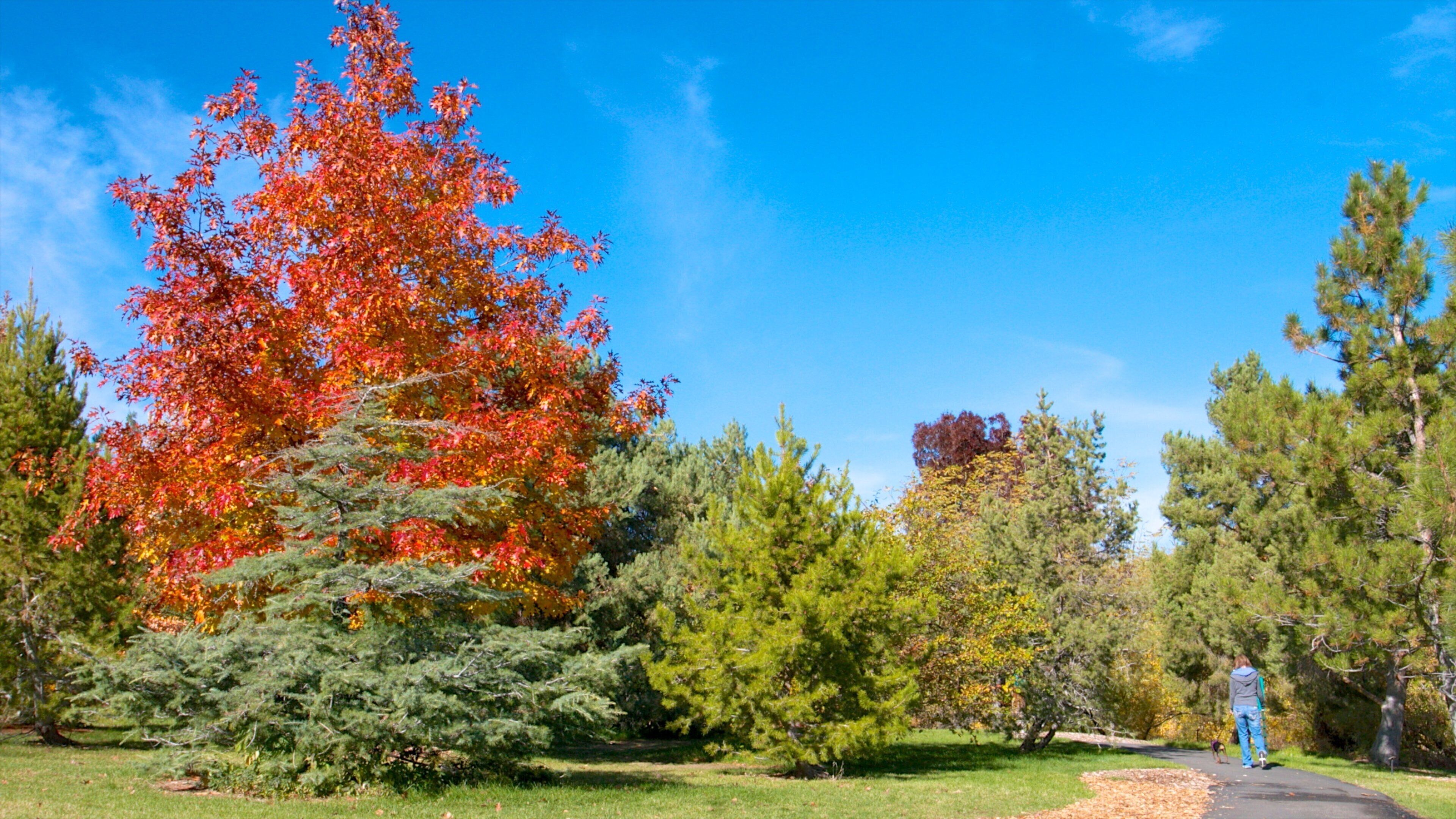 Rancho San Rafael Park which includes a garden