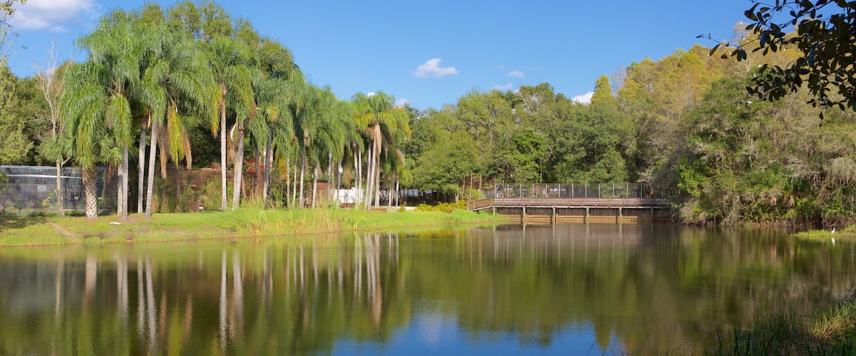 Exploring the serene landscape of Big Cat Rescue in Tampa, Florida, showcasing lush greenery and tranquil waters