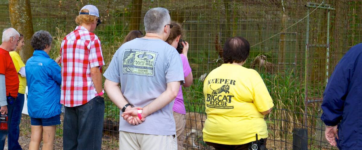 Big Cat Rescue welches beinhaltet Zootiere sowie große Menschengruppe