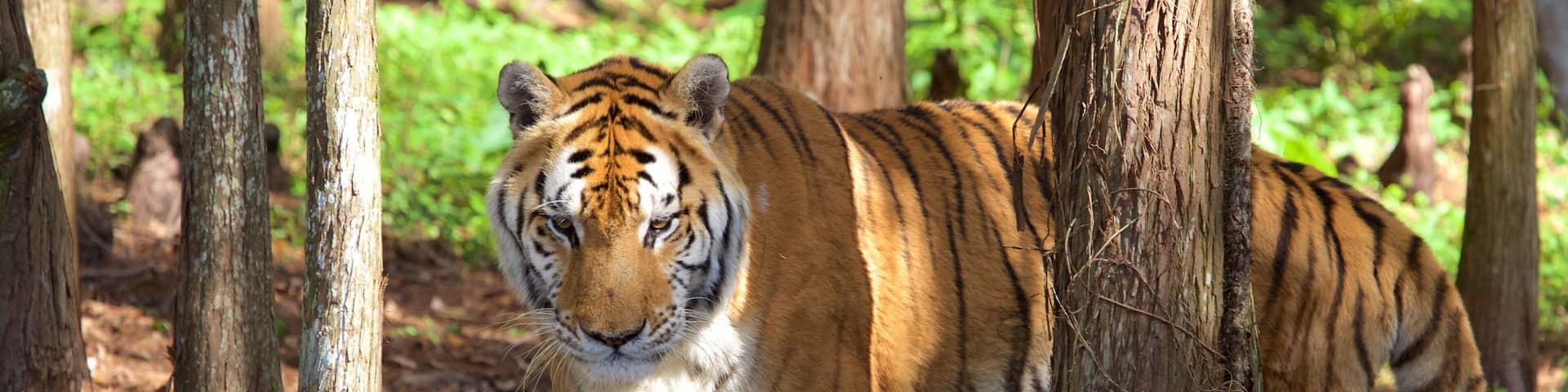 Big Cat Rescue que incluye animales del zoológico y animales peligrosos