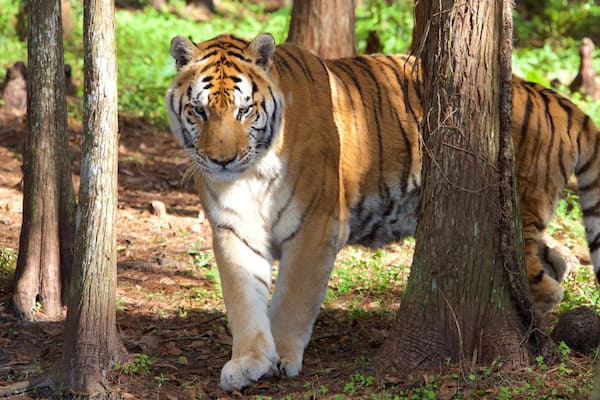 Big Cat Rescue mostrando animais de zoológico e animais perigosos