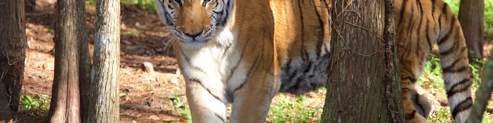 Big Cat Rescue mit einem Zootiere und gefährliche Tiere