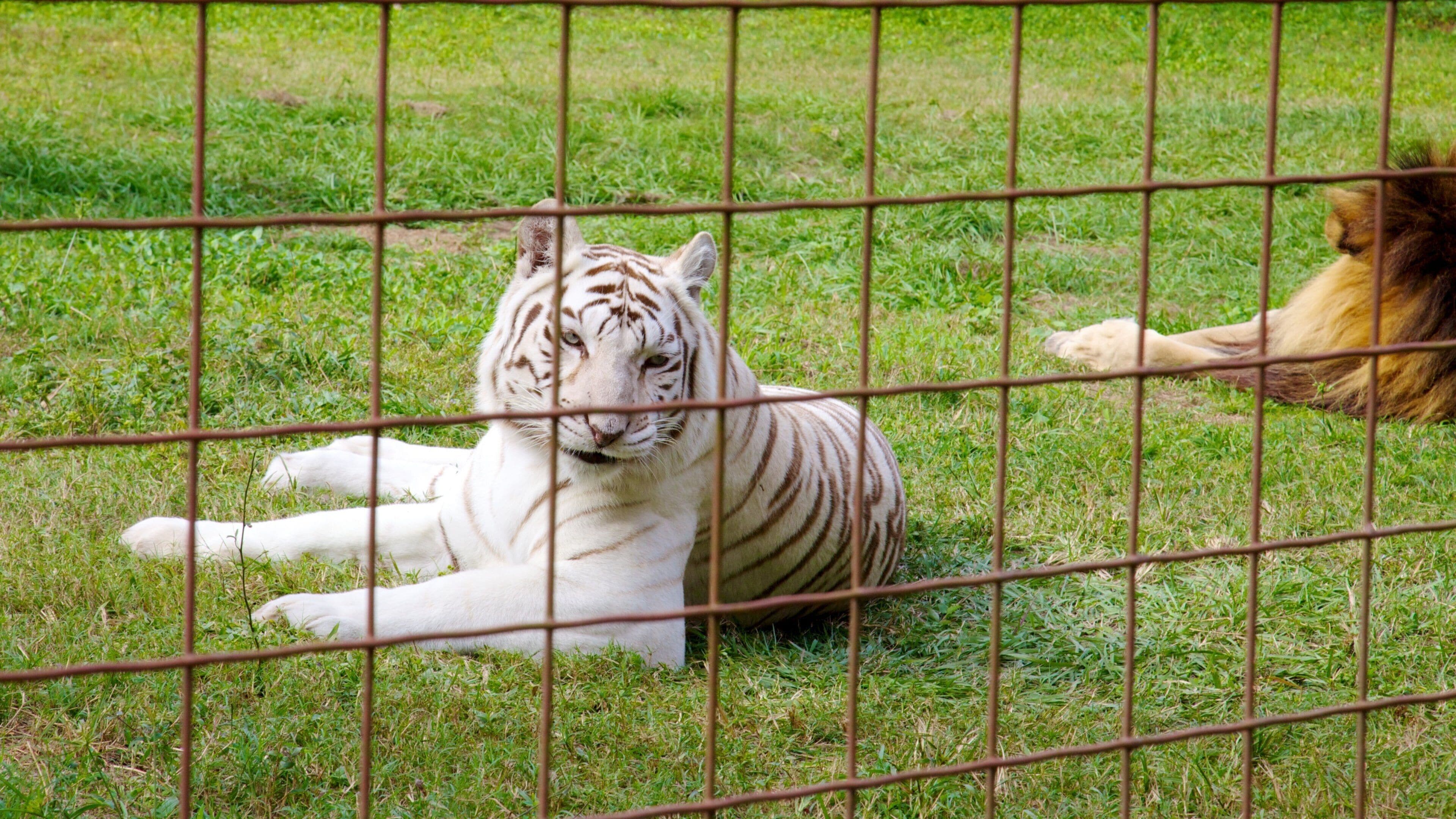 Big Cat Rescue which includes dangerous animals