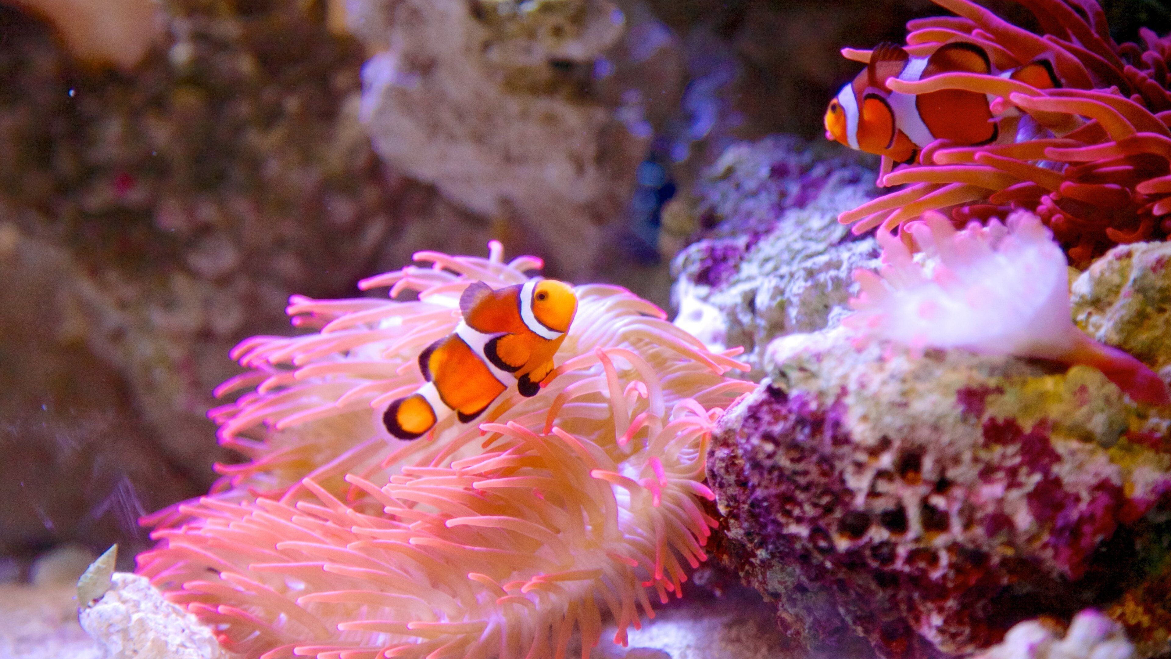 Florida Aquarium which includes marine life and interior views