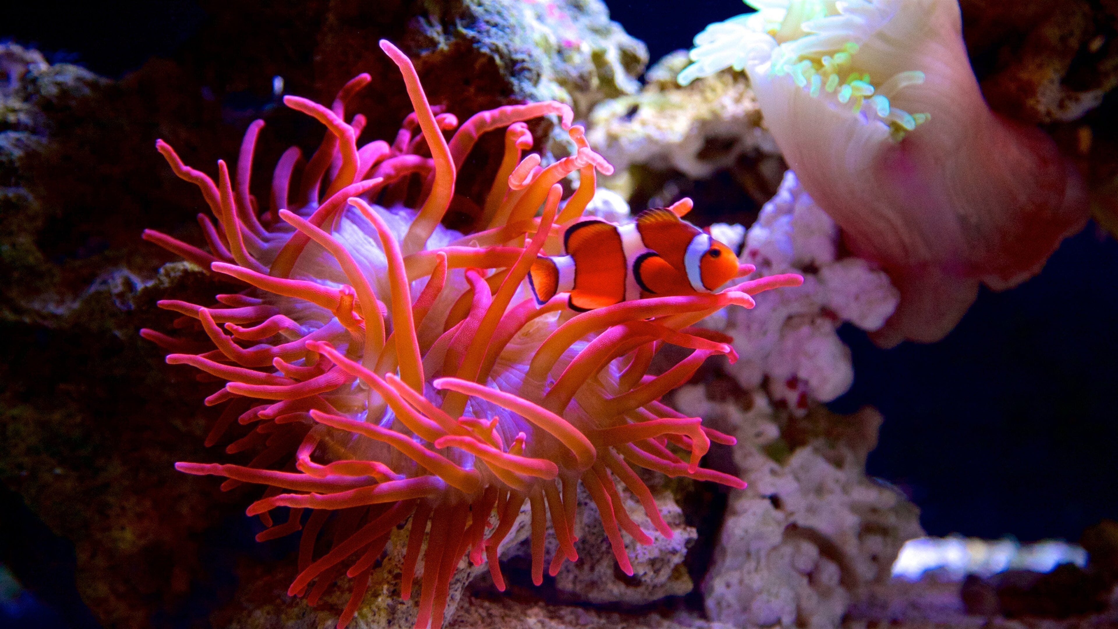 Florida akvarium som viser sjøliv