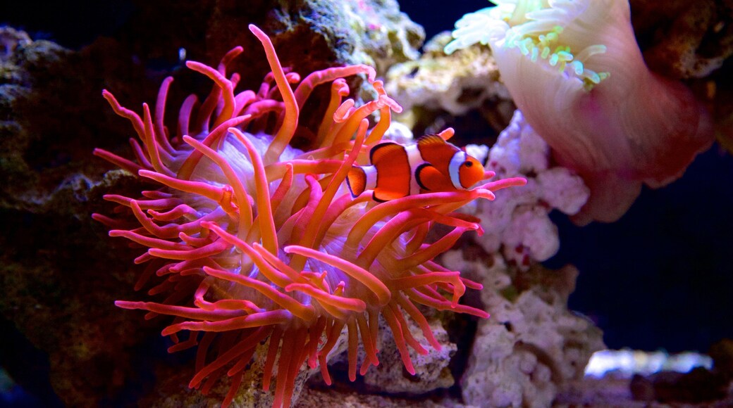 Florida akvarium som viser sjøliv