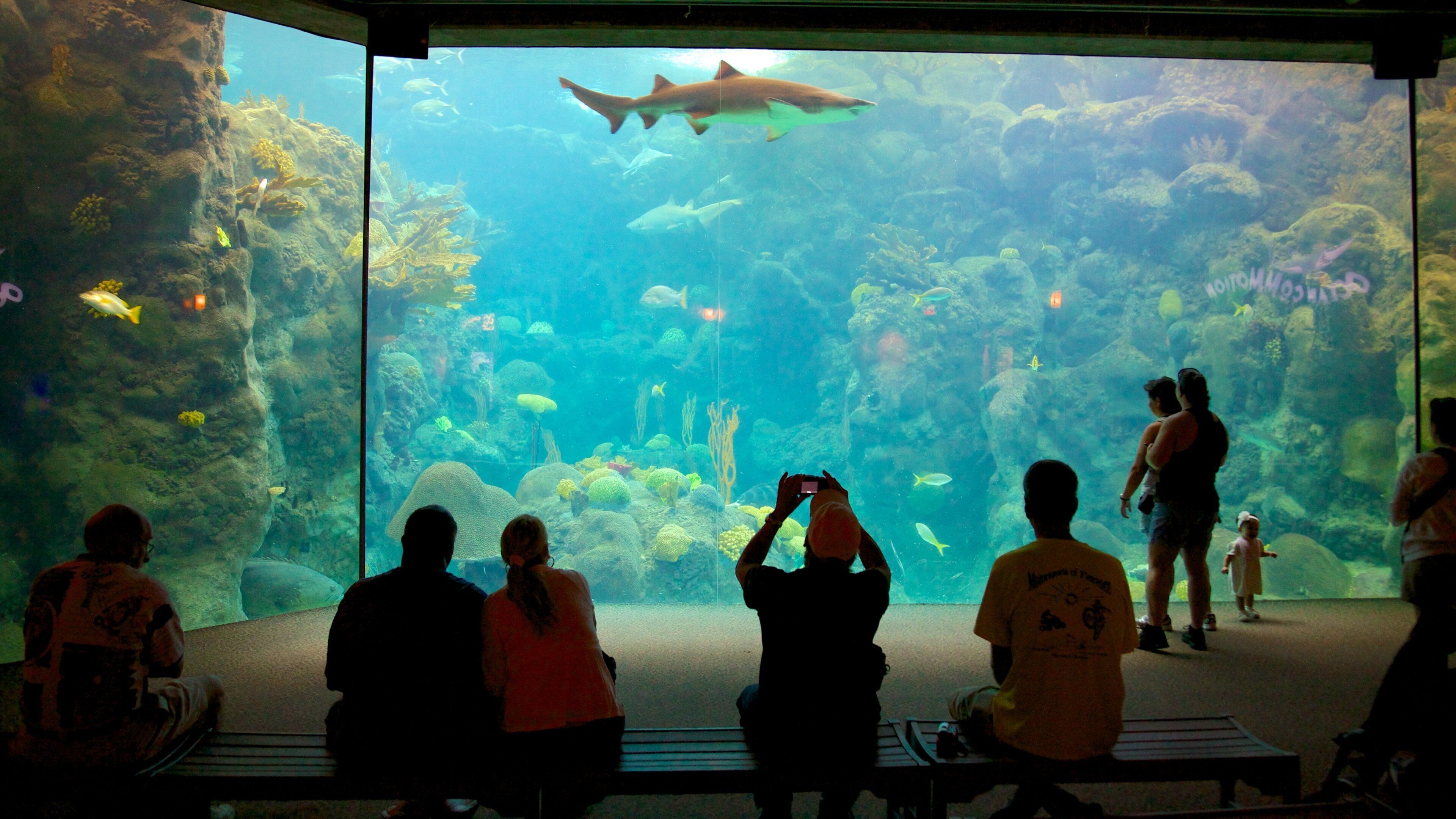 Florida Aquarium which includes interior views, modern architecture and marine life